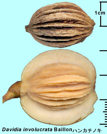 Davidia involucrata Baillon nJ`mL ʎEj