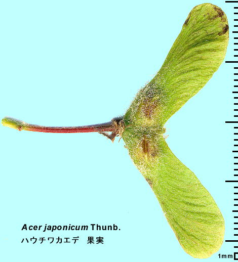 Acer japonicum Thunb. nE`JGf ʎ