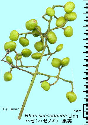 Toxicodendron succedaneum n[mL c