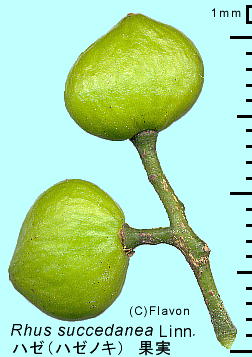 Toxicodendron succedaneum n[mL c