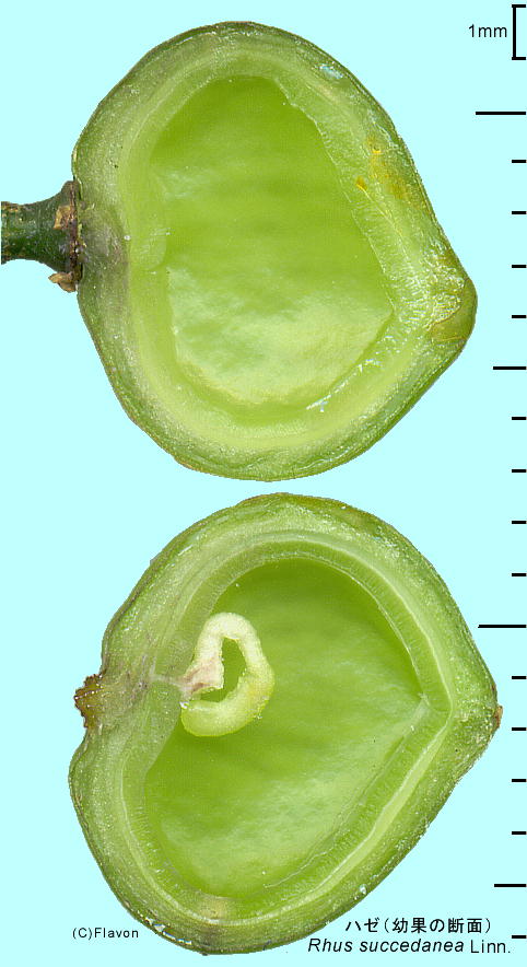 Toxicodendron succedaneum n[mL cʂ̒f