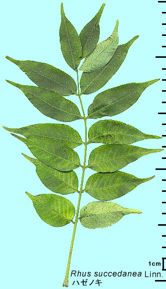 Toxicodendron succedaneum n[mL t