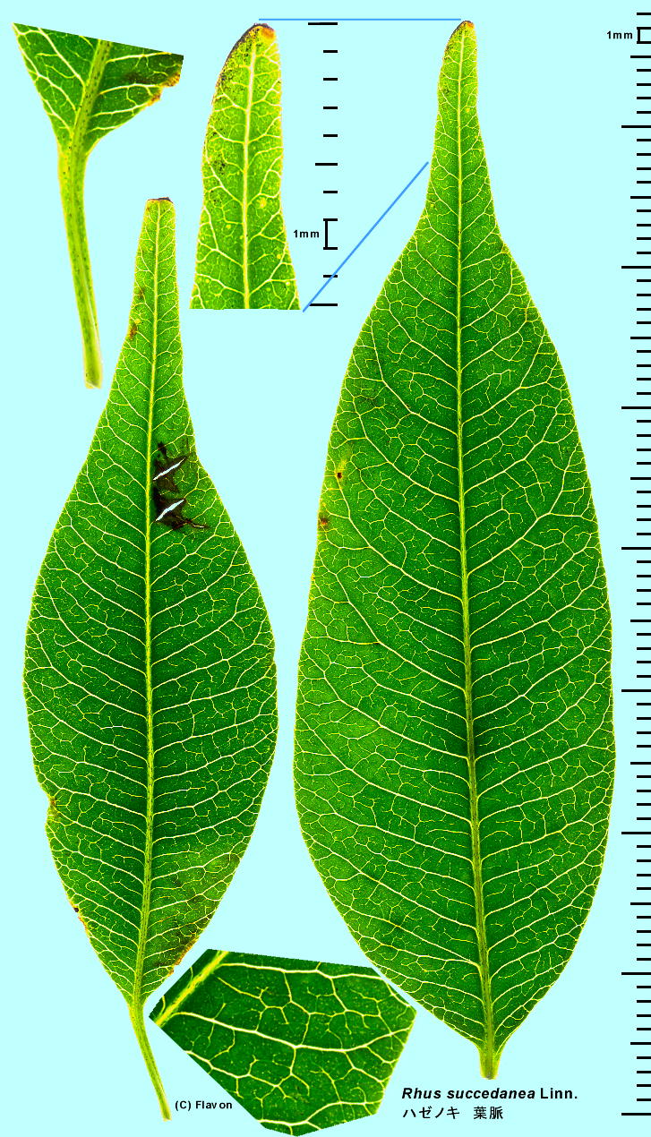 Toxicodendron succedaneum n[mL t