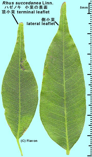 Toxicodendron succedaneum n[mL t