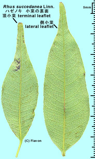 Toxicodendron succedaneum n[mL t