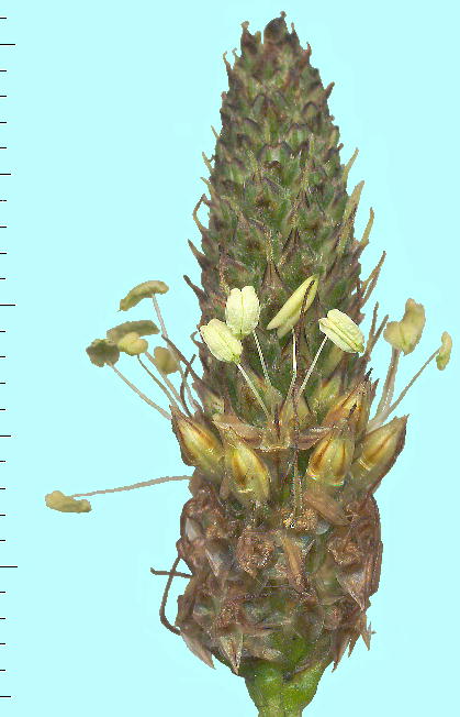 Plantago lanceolata wIIoR ԏ