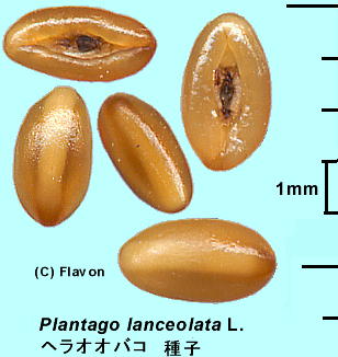 Plantago lanceolata L. wIIoR q