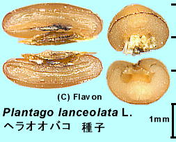 Plantago lanceolata L. wIIoR qf