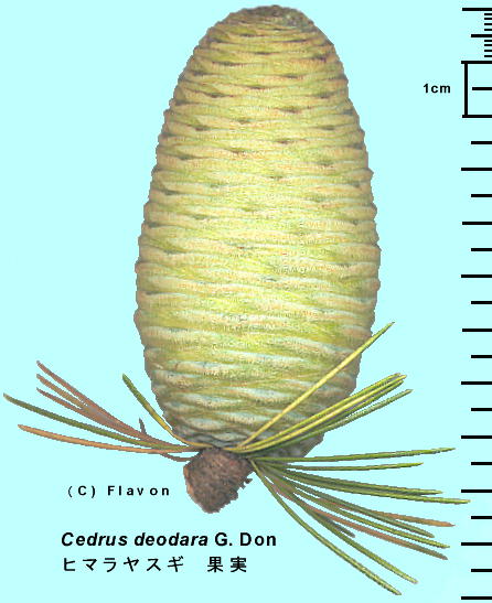 Cedrus deodara G. Don q}XM 