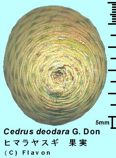 Cedrus deodara G. Don q}XM 