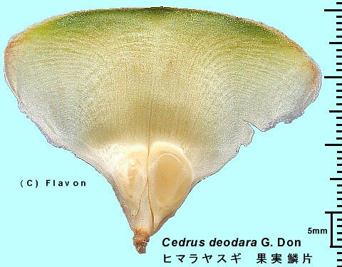 Cedrus deodara G. Don q}XM ʂ̗ؕ