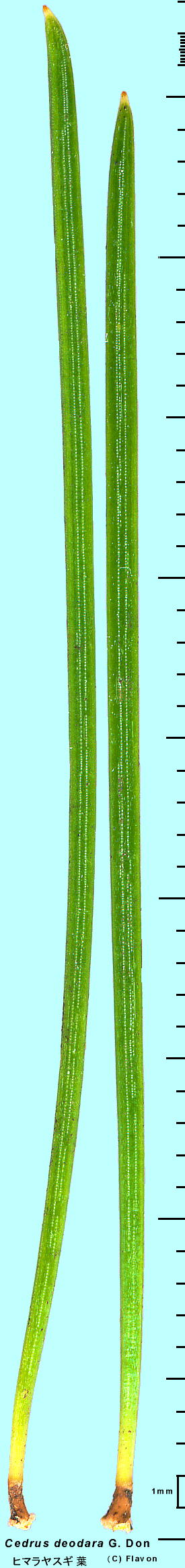 Cedrus deodara G. Don q}XM t