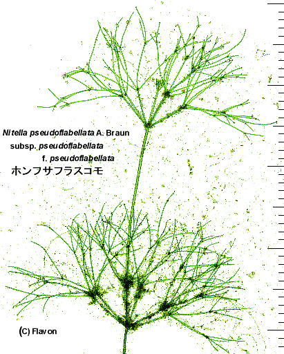 Nitella pseudoflabellata ztTtXR