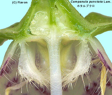 Campanula punctata Lam.Fz^uN Ԃ̒f