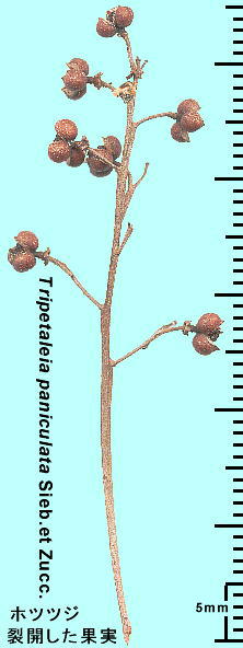Elliottia paniculata zccW