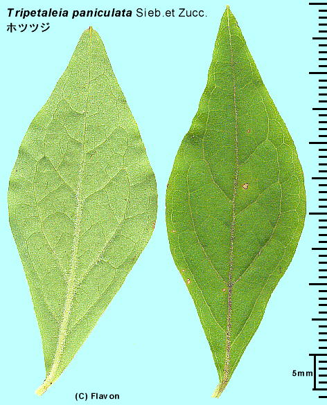 Elliottia paniculata zccW t