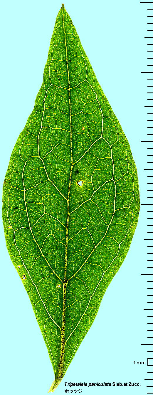 Tripetaleia paniculata zccW tEt