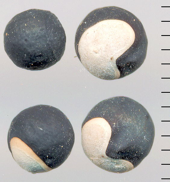 Cardiospermum halicacabum, Seeds tEZJY̎q