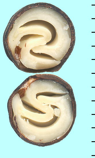 Cardiospermum halicacabum, Seeds tEZJY̎q cf