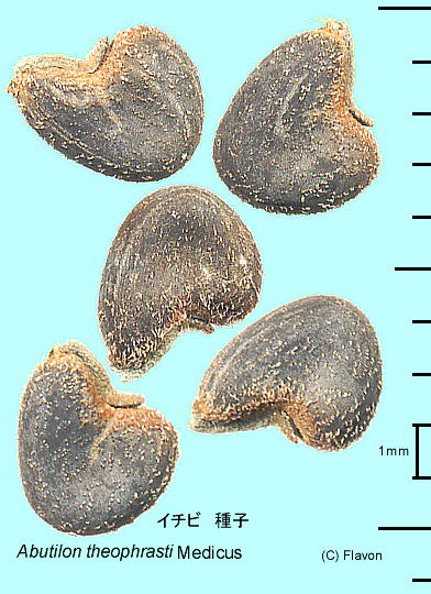 Abutilon theophrasti C`r q