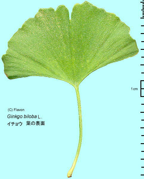 Ginkgo Biloba L イチョウ 葉 葉脈