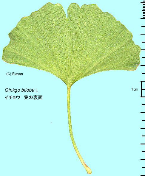 Ginkgo biloba L. C`E t̗