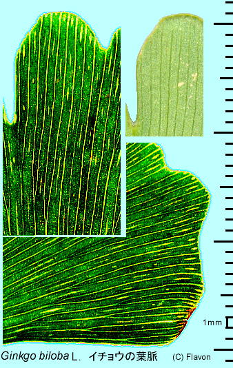 Ginkgo Biloba L イチョウ 葉 葉脈