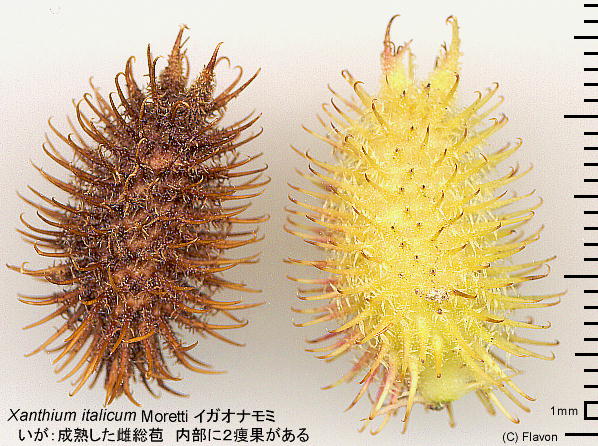 Xanthium strumarium subsp. italicum イガオナモミ いが