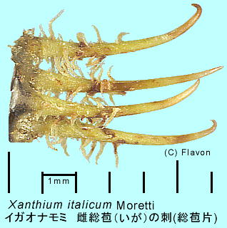 Xanthium strumarium subsp. italicum イガオナモミ いがの総苞片