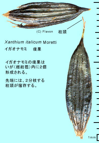 Xanthium strumarium subsp. italicum イガオナモミ 痩果
