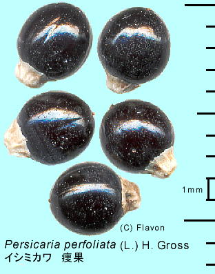Persicaria perfoliata (L.) H. Gross CV~J 