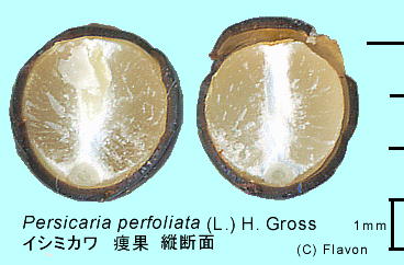 Persicaria perfoliata (L.) H. Gross CV~J  cf