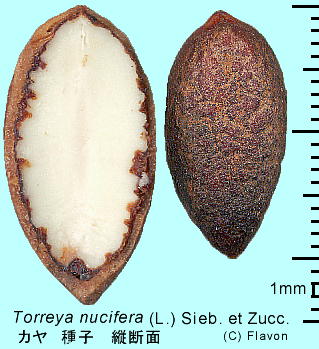Torreya nucifera (L.) Sieb. et Zucc. J q cf