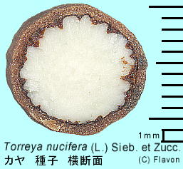 Torreya nucifera (L.) Sieb. et Zucc. J q f