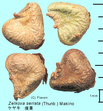 Zelkova serrata (Thunb.) Makino PL 