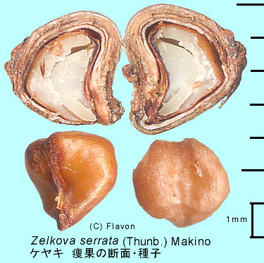 Zelkova serrata (Thunb.) Makino PL ʂ̒fʁEq