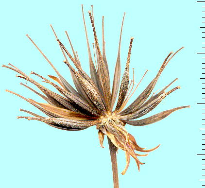 Cosmos sulphureus nLoiRXX̑