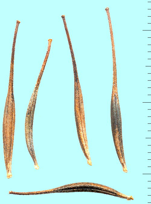 Cosmos sulphureus nLoiRXX̑