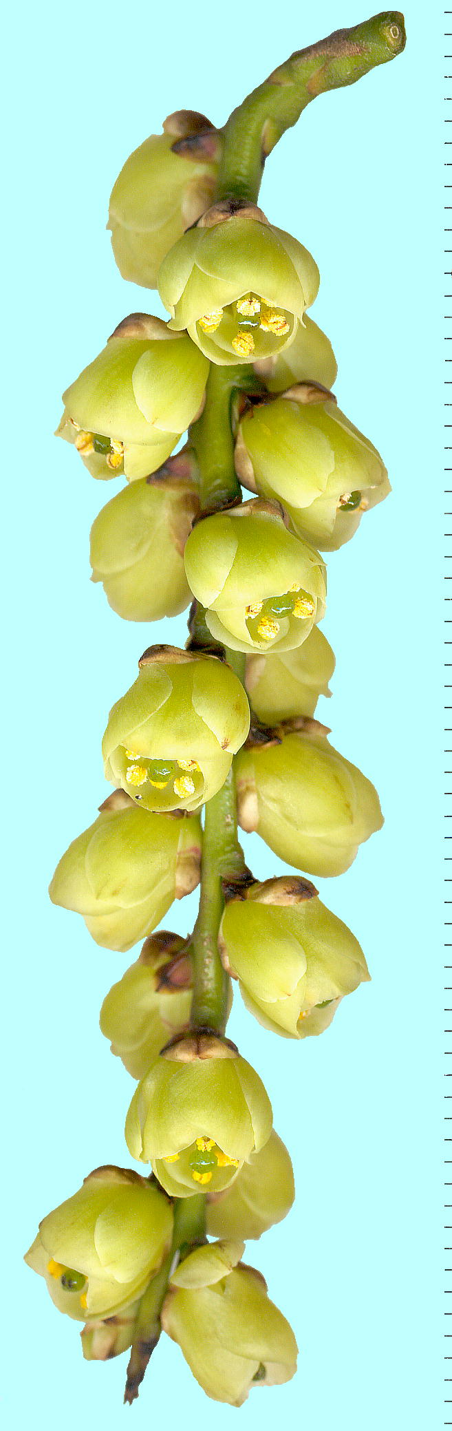 Stachyurus praecox (Inflorescence) LuV̉ԏiYԁj