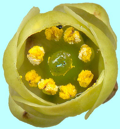 Stachyurus praecox (Male flower) LuV Y