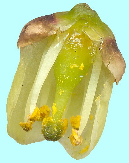 Stachyurus praecox (Male flower) LuV Y
