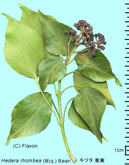 Hedera rhombea (Miq.) Bean Ld^ ʎEt