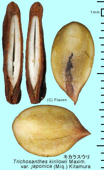 Trichosanthes kirilowii var. japonica LJXE q f