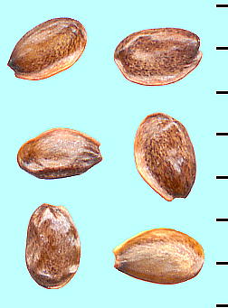 Platycodon grandiflorum : Seeds LLE q
