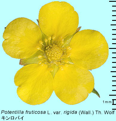 Potentilla fruticosa LoC 