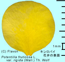 Potentilla fruticosa LoC ԕق̕\