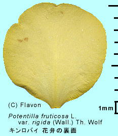 Potentilla fruticosa LoC ԕق̗