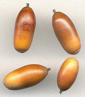Quercus serrata, Nuts Rǐ