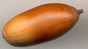 Quercus serrata, Nuts コナラの堅果
