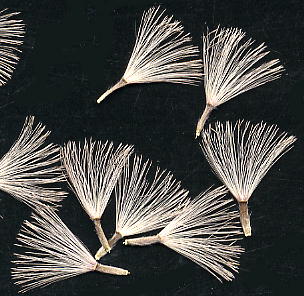 Pertya scandens, Seeds RE{EL Κ